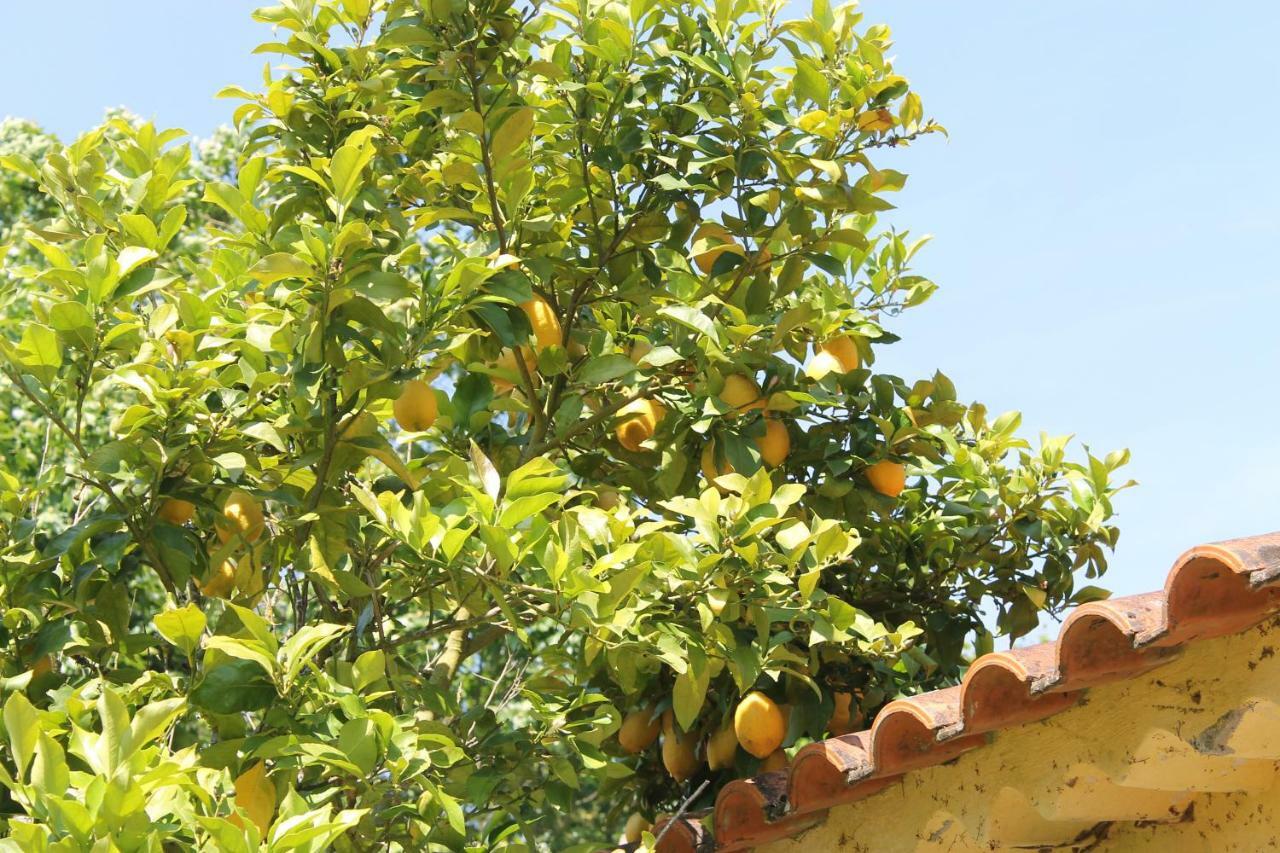 Bed and Breakfast Quinta Do Outeiro Vila Nova de Poiares Zewnętrze zdjęcie